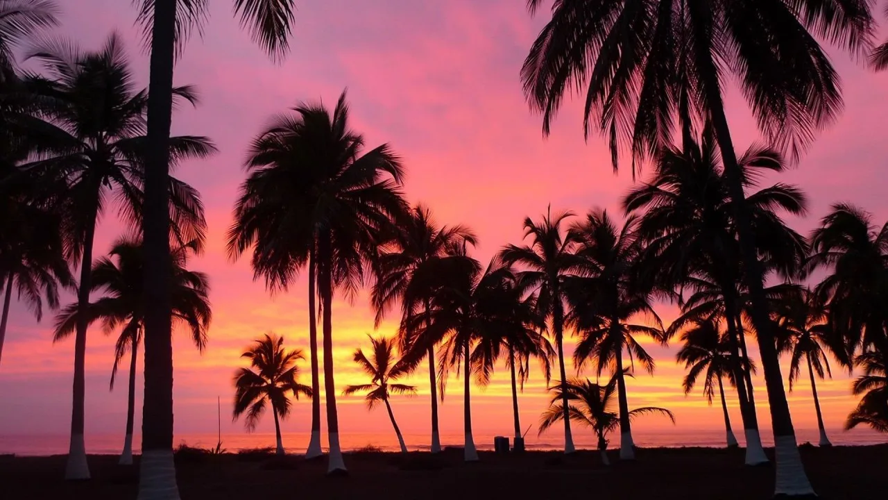 IPhone Palm Tree
